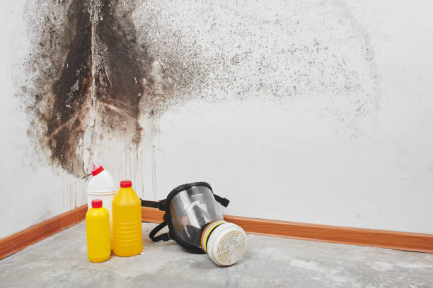 Best Commercial Mold Removal  in Wrightsville, GA