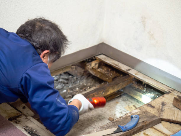 Best Attic Mold Removal  in Wrightsville, GA