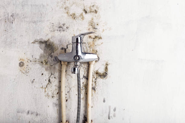 Best Same-Day Mold Removal  in Wrightsville, GA