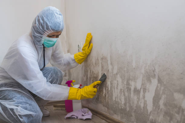 Best Local Mold Removal Service  in Wrightsville, GA