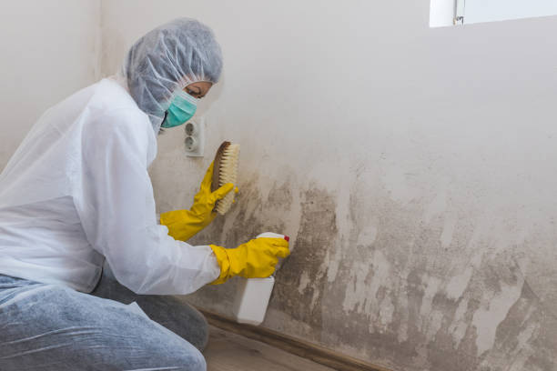 Best Toxic Mold Removal  in Wrightsville, GA