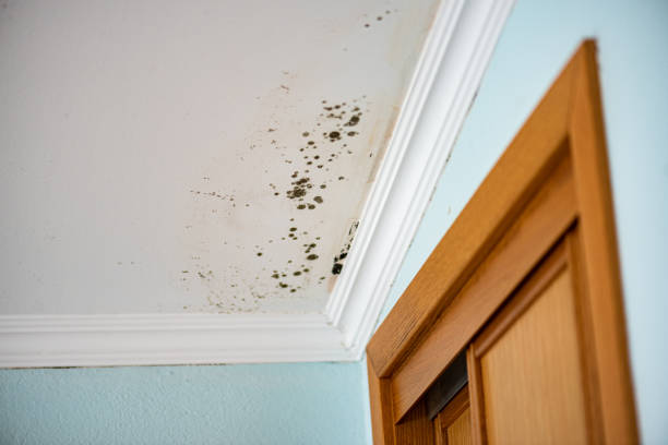 Best Fast Mold Removal  in Wrightsville, GA