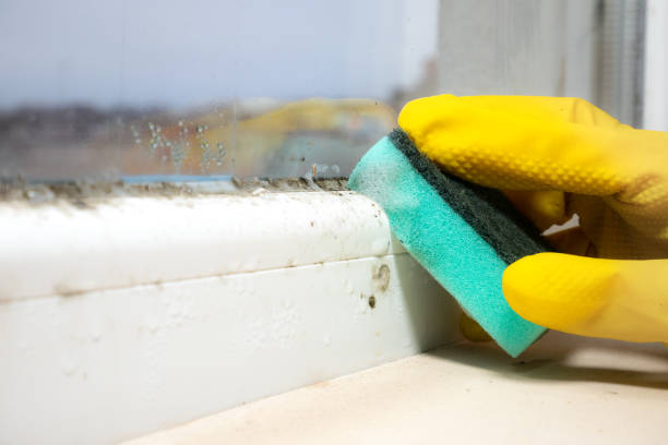 Best Home Mold Removal  in Wrightsville, GA