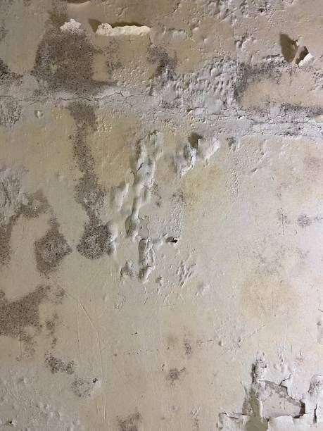 Best Residential Mold Removal  in Wrightsville, GA