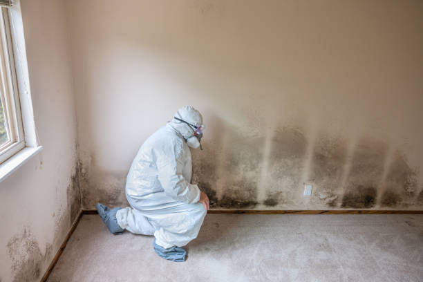 Best Mold Remediation  in Wrightsville, GA
