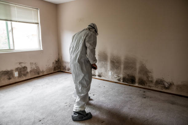 Best Professional Mold Removal  in Wrightsville, GA