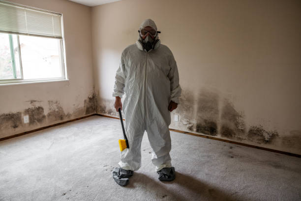 Best Black Mold Removal  in Wrightsville, GA