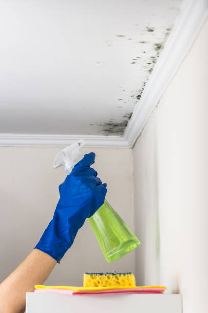 Best Residential Mold Removal  in Wrightsville, GA